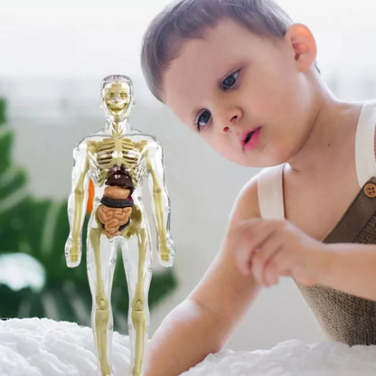 3d Human Body Torso Model for Kids | Anatomy Model Skeleton